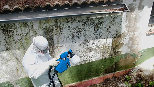 Trusted Crawl Space Mold Removal service in Lyons, NJ - Cheap Mold Removal